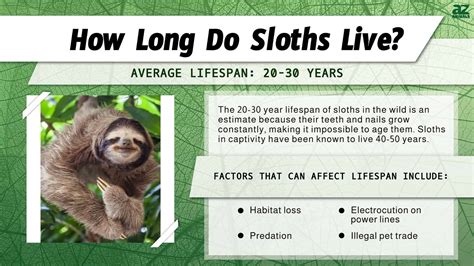 how do sloths survive.